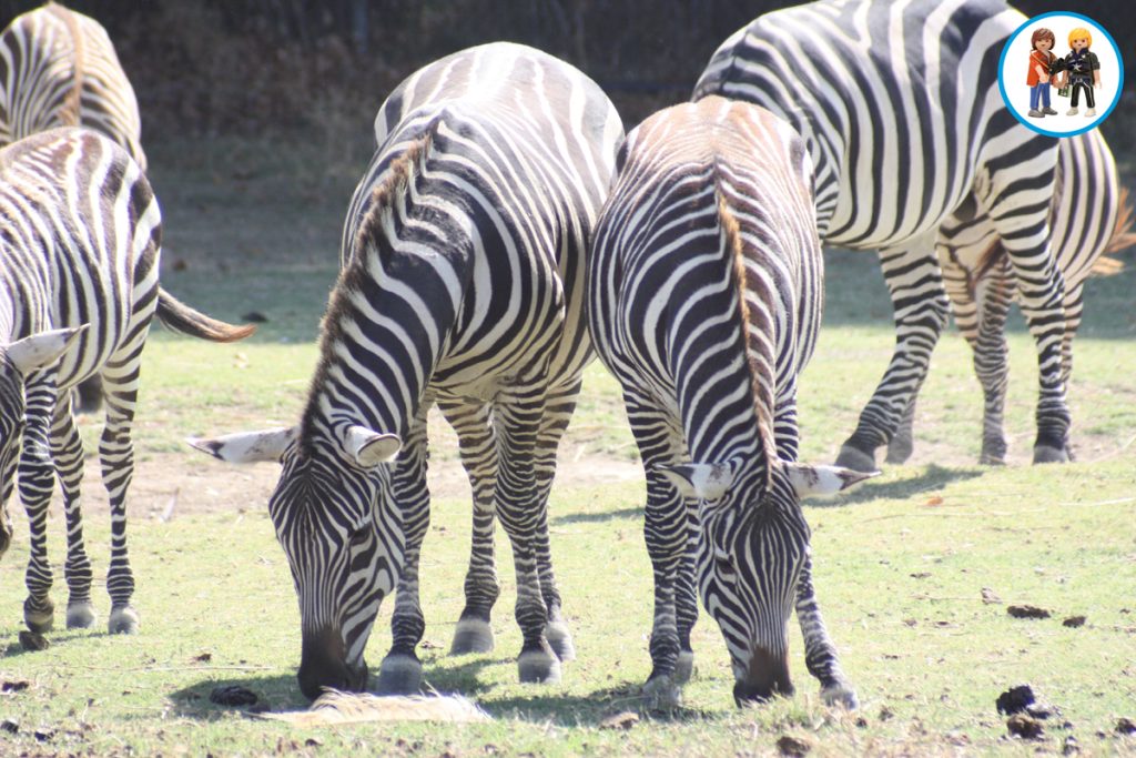 Reserva Africana de Sigean