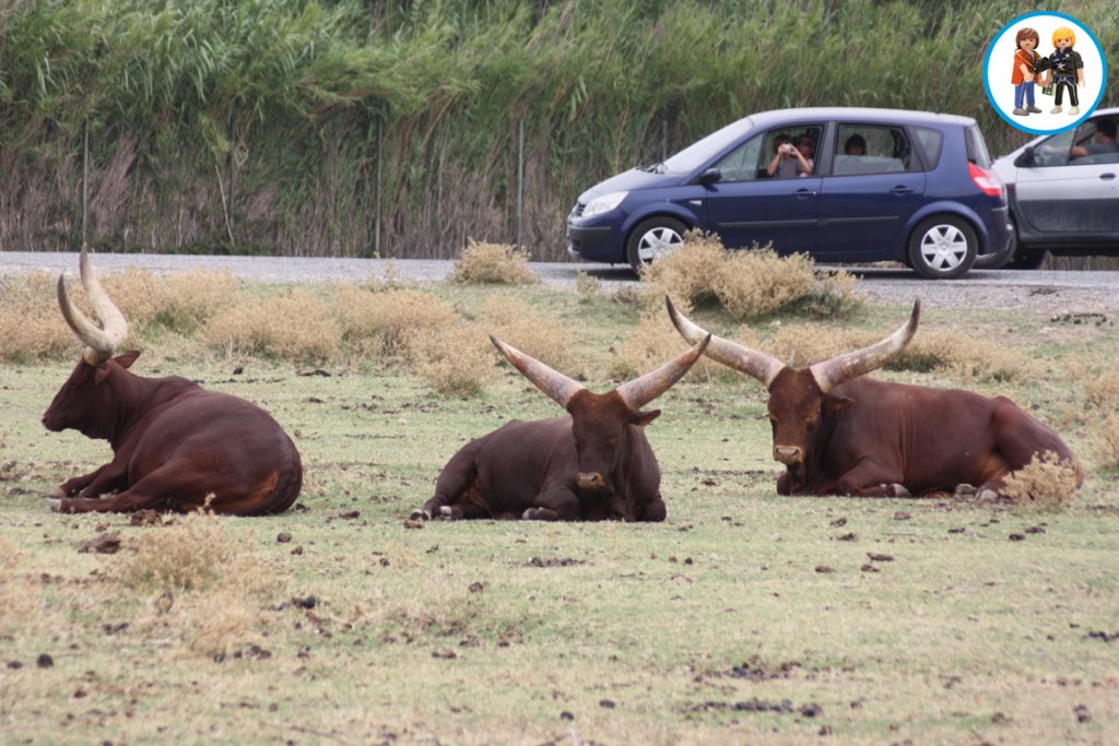 Reserva Africana de Sigean