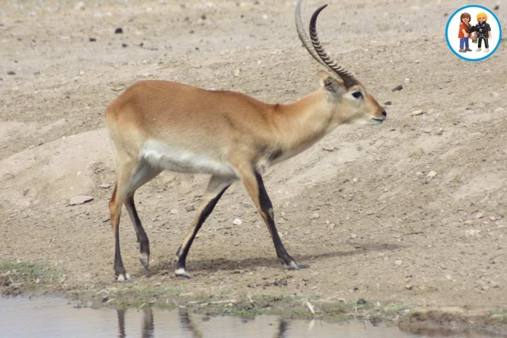 Reserva Africana de Sigean