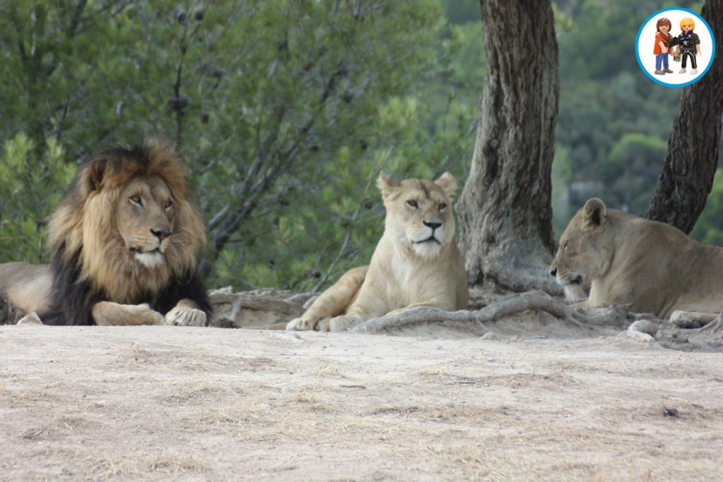 Reserva Africana de Sigean